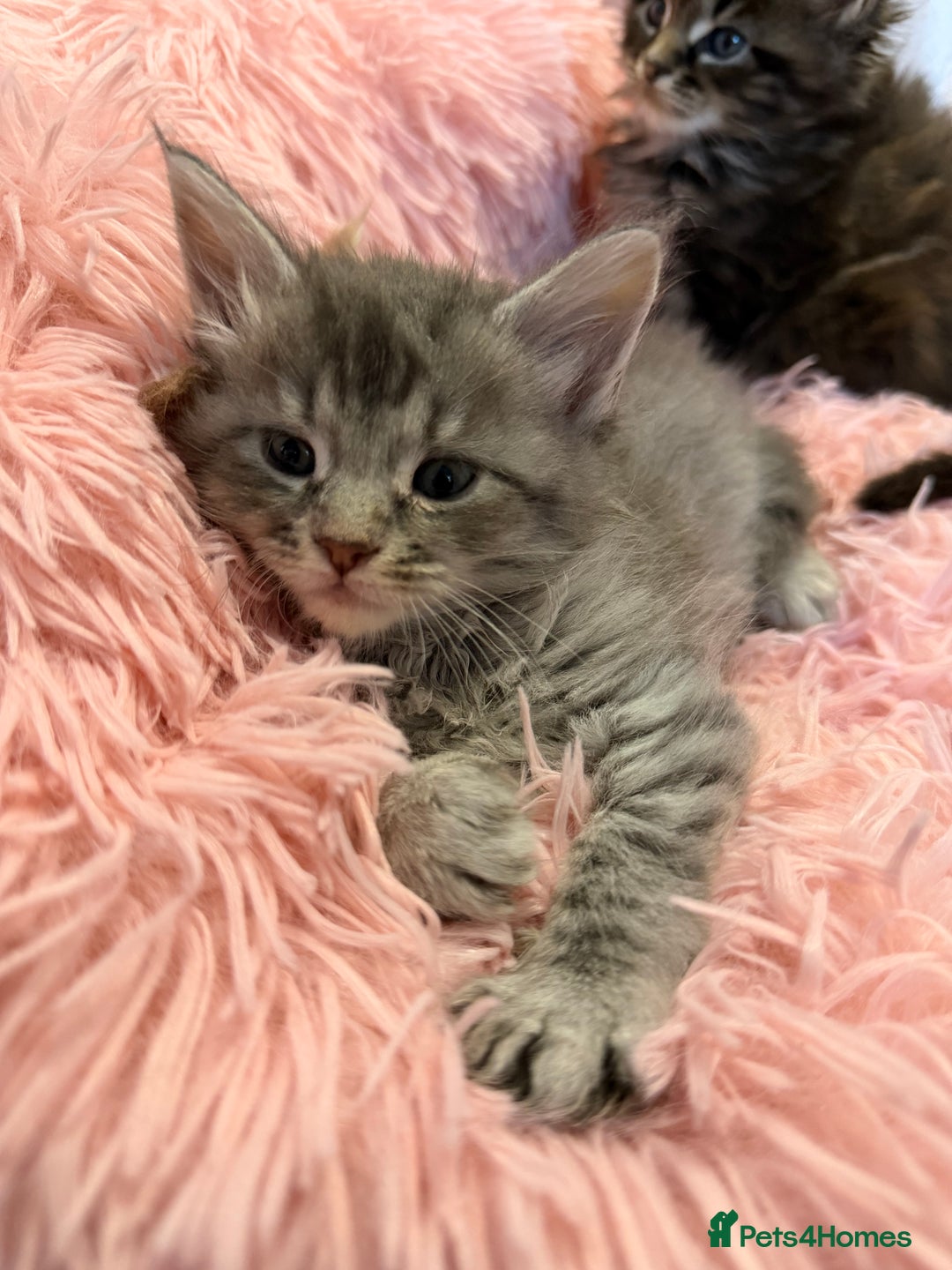 Maine Coon cats for sale: TICA REGISTERED MAINE COON KITTENS - Advert 24