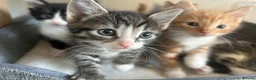 Mixed Breed cats for sale: Beautiful Kittens Looking for Forever Homes 🐱❤️ - Advert 6