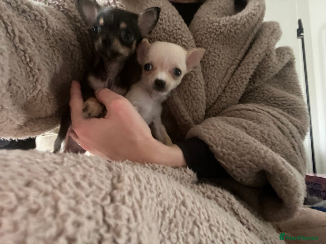 Chihuahua dogs for sale: Beautiful female chihuahua - Advert 5