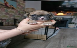 French Bulldog dogs for sale: 2 beautiful litters of French bulldog puppies - Image 20