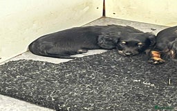 Miniature Dachshund dogs for sale: Miniture dachshund puppy - Image 3