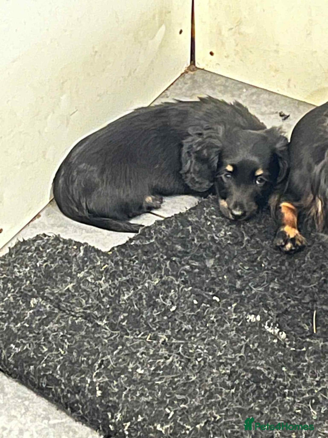 Miniature Dachshund dogs for sale: Miniture dachshund puppy - Image 3