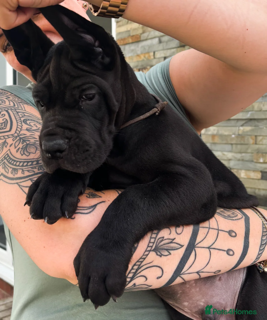 Great Dane dogs for stud: Interchampion and champion Proven for stud in Wakefield - Advert 13