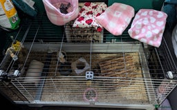 Guinea Pig rodents for sale: 3 female Guinea Pigs **must go together** - Image 3