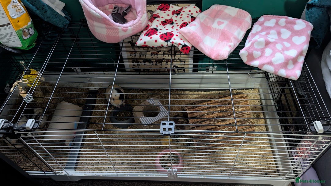 Guinea Pig rodents for sale: 3 female Guinea Pigs **must go together** - Image 3
