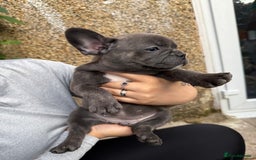 French Bulldog dogs for sale: Adorable Fresh bulldog - Image 4