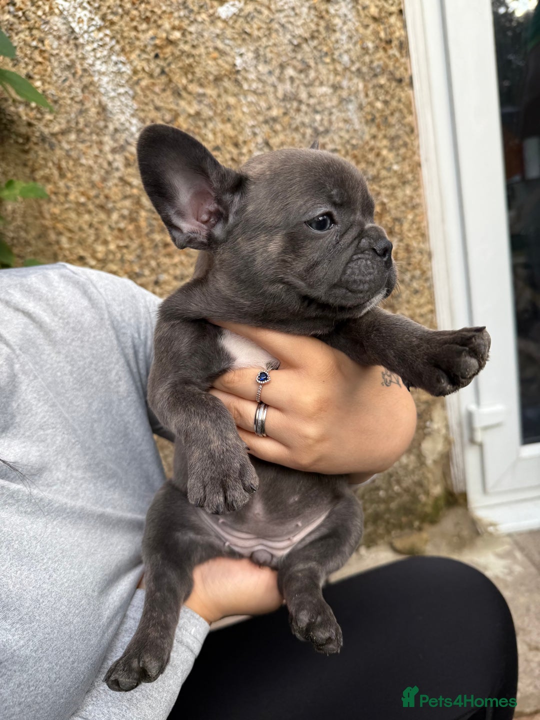 French Bulldog dogs for sale: Adorable Fresh bulldog - Image 4