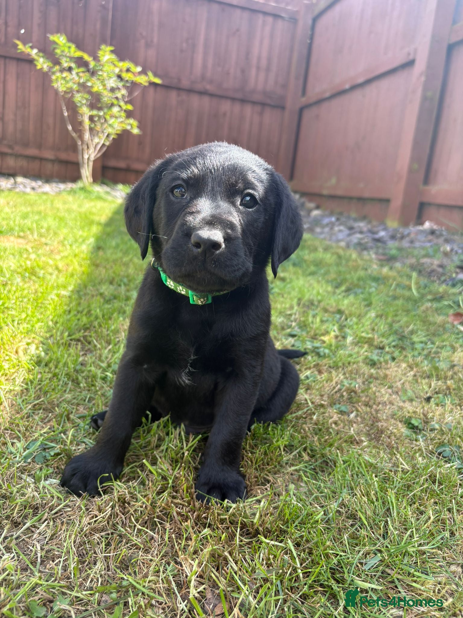 Labrador Retriever dogs KC Registered Black Labrador Puppies - Advert 1
