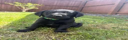 Labrador Retriever dogs for sale: KC Registered Black Labrador Puppies - Advert 1