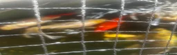 Pond Fish fish for sale: carp & goldfish  - Advert 9