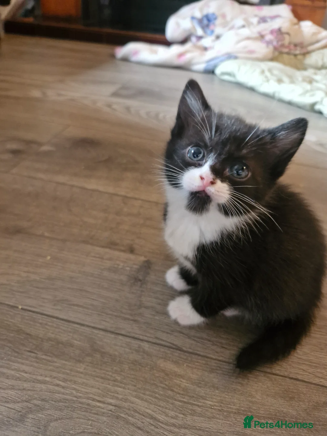 British Shorthair cats for sale: Four beautiful kittens for sale in Fleetwood - Advert 2