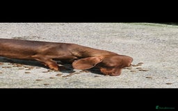 Miniature Dachshund dogs for sale: PRA CLEAR ADULT MINIATURE DACHSHUND FEMALE  - Image 1