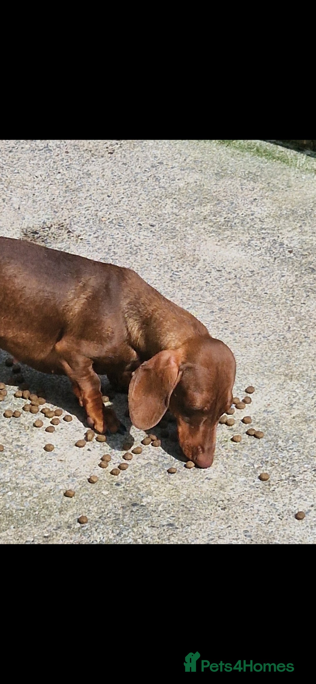 Miniature Dachshund dogs for sale: PRA CLEAR ADULT MINIATURE DACHSHUND FEMALE  - Image 1