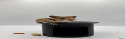 Hamster rodents for sale: Pedigree Syrian hamster pups  - Advert 20