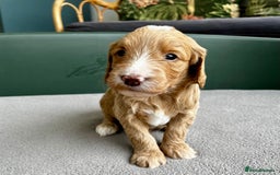 Double Doodle dogs for sale: Beautiful Double Doodle Puppies - Image 11