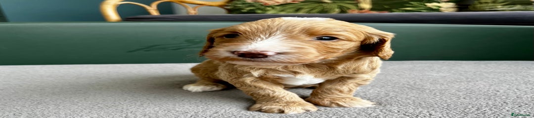 Double Doodle Mr Pink