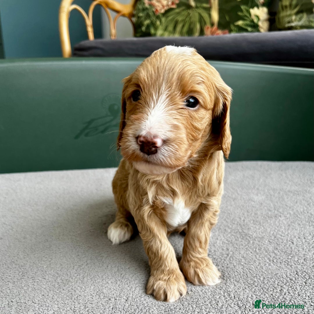 Double Doodle dogs for sale: Beautiful Double Doodle Puppies - Image 11