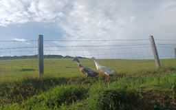 Ducks poultry for sale: Indian Runner Ducks - Image 8