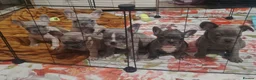 French Bulldog dogs for sale: 🐾 FRENCH BULLDOG PUPPY –LOOKING FOR A LOV HOME 🐾 in Luton - Advert 7