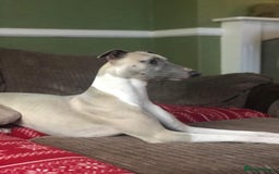 Whippet dogs for sale: Rare colours full pedigree KC Reg whippet pups  - Image 11