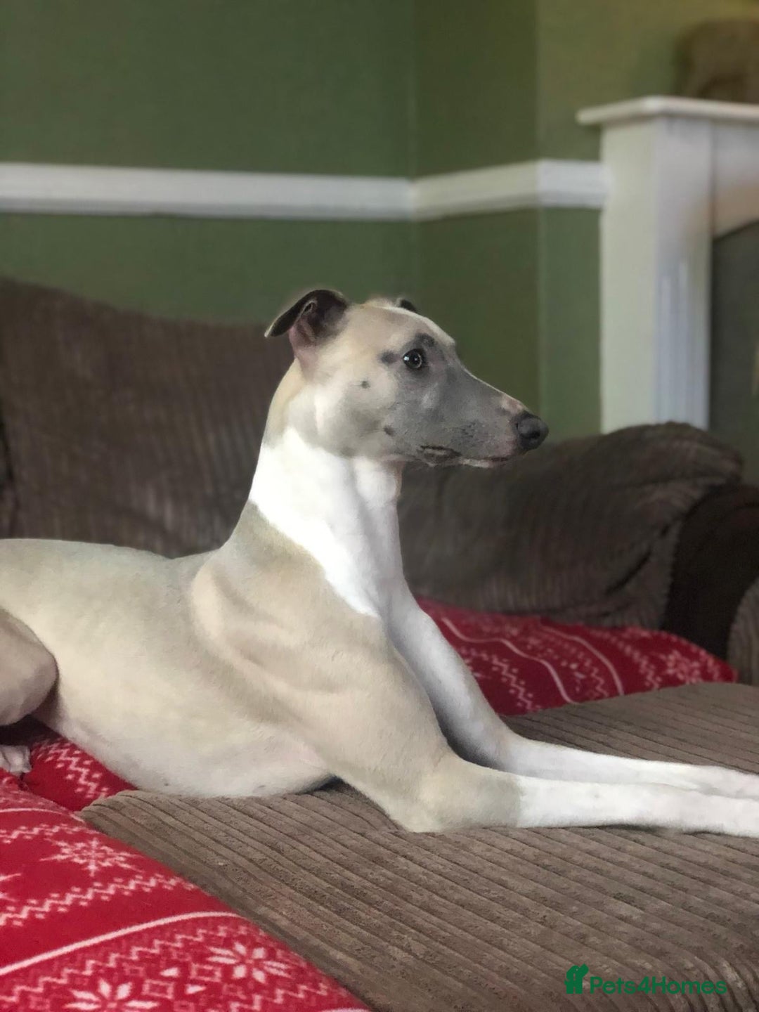 Whippet dogs for sale: Rare colours full pedigree KC Reg whippet pups  - Image 11