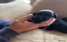 Cocker Spaniel dogs for sale: 6 adorable Cocker Spaniel pups - Image 6