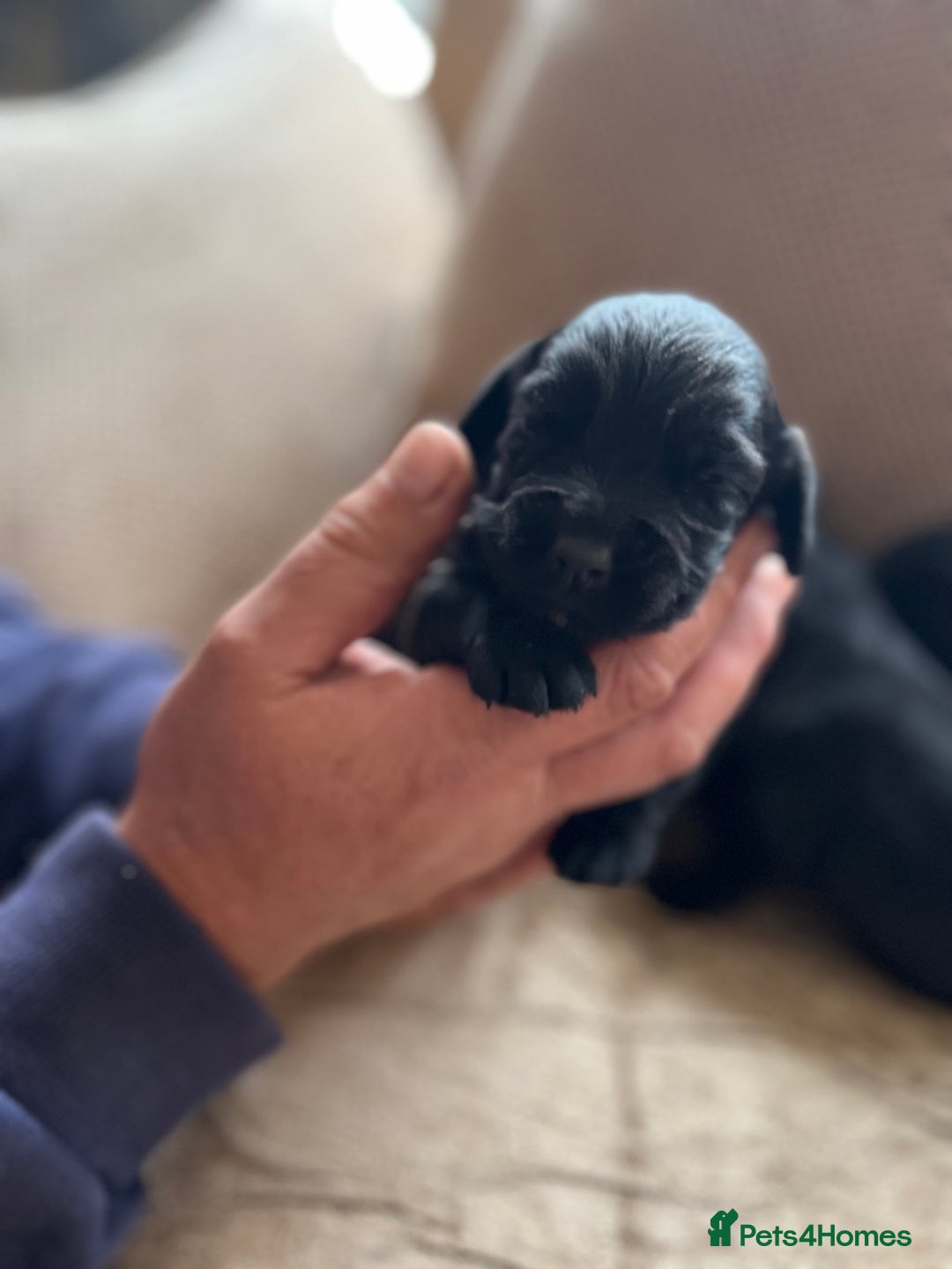 Cocker Spaniel dogs for sale: 6 adorable Cocker Spaniel pups - Image 6