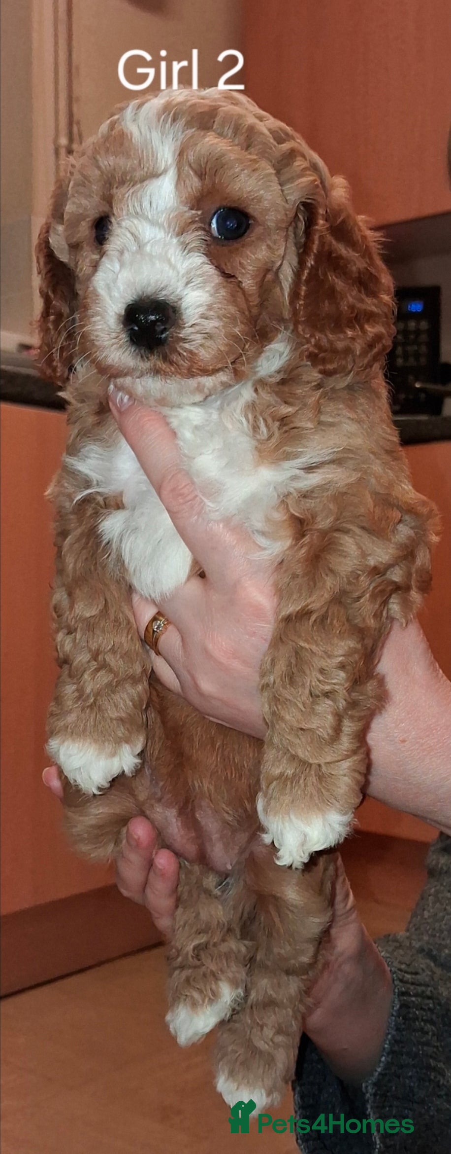 Mixed Breed dogs Bonnies Babies - Advert 2