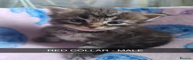 Maine Coon 6