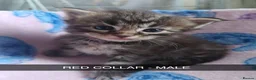 Maine Coon cats for sale: Main coon/ ragdoll - Advert 8