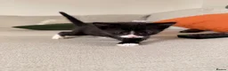 Mixed Breed cats for sale: Gorgeous kittens  in Woking - Advert 14