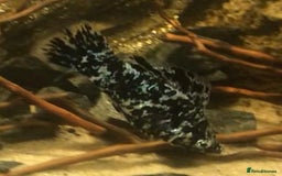 Other/Mixed Breed fish for sale: All fish sold individually for 10£ (info below) - Image 27