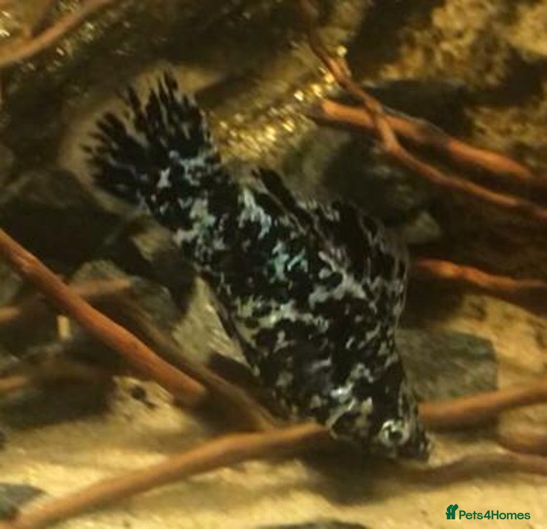Other/Mixed Breed fish for sale: All fish sold individually for 10£ (info below) - Image 27