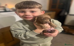 Miniature Dachshund dogs for sale: ✨ REDUCED! 3 OUTSTANDING QUALITY KC PUPS  ✨ - Image 11