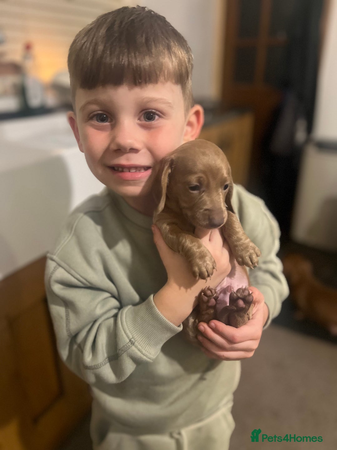 Miniature Dachshund dogs for sale: ✨ REDUCED! 3 OUTSTANDING QUALITY KC PUPS  ✨ - Image 11