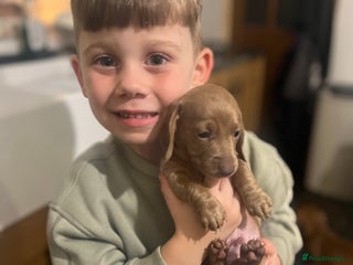 Miniature Dachshund dogs - Advert 14