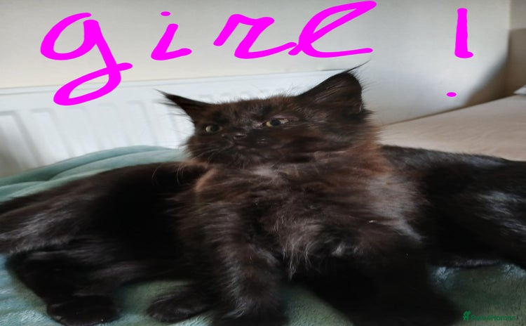 Mixed Breed cats - Advert 4