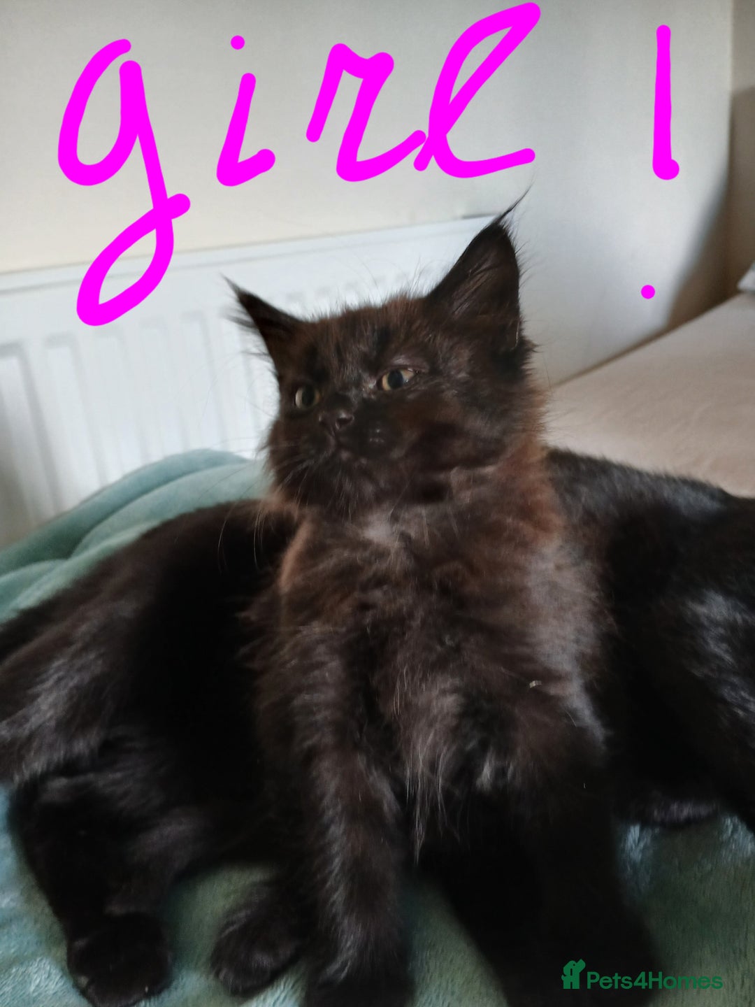 Mixed Breed cats for sale: 7 very fluffy kittens wisbech!!🐈‍⬛️🐈‍⬛️😻 - Image 1