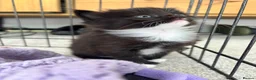 Mixed Breed cats for sale: Beautiful Kittens Looking for Their Forever Home - Advert 10