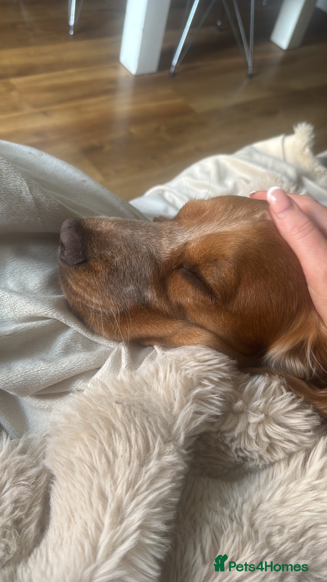 Cocker Spaniel dogs for sale: Working cocker spaniel in need of a forever home  - Image 1