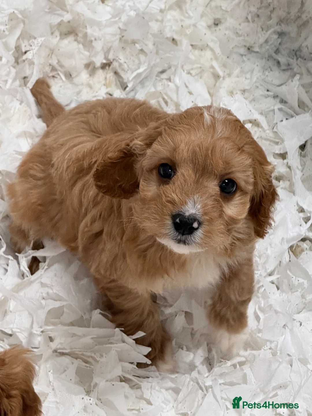 Cavapoo dogs for sale: Ready Now Stunning F1 Cavapoos  - Advert 1