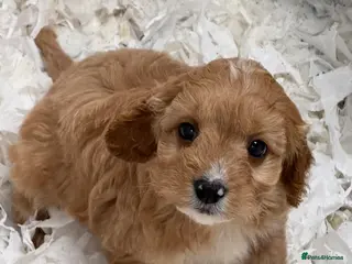 Cavapoo dogs Ready Now Stunning F1 Cavapoos - Advert 15