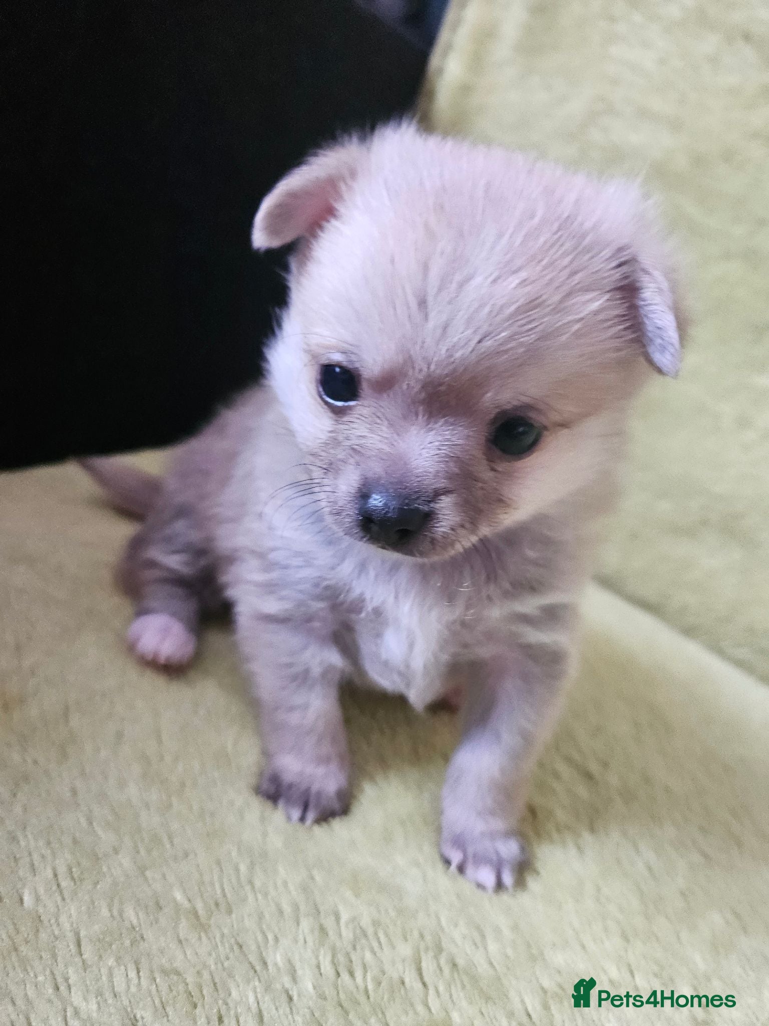 Pomchi dogs 🐶♥️Beautiful Pomchi puppies🐶♥️ - Advert 2