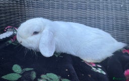 Mini Lop rabbits for sale: White mini lop  - Image 5