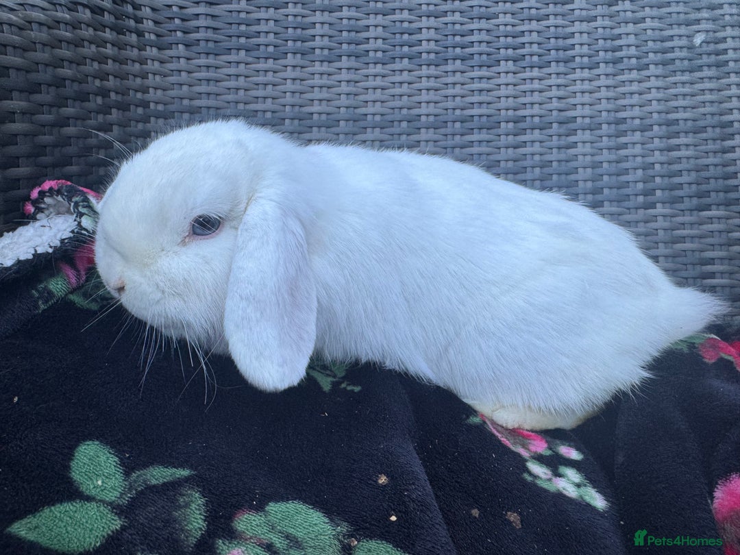 Mini Lop rabbits for sale: White mini lop  - Image 5