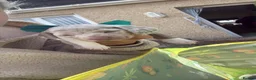 Miniature Dachshund dogs for sale: Beautiful Dachsund Puppies - Advert 4