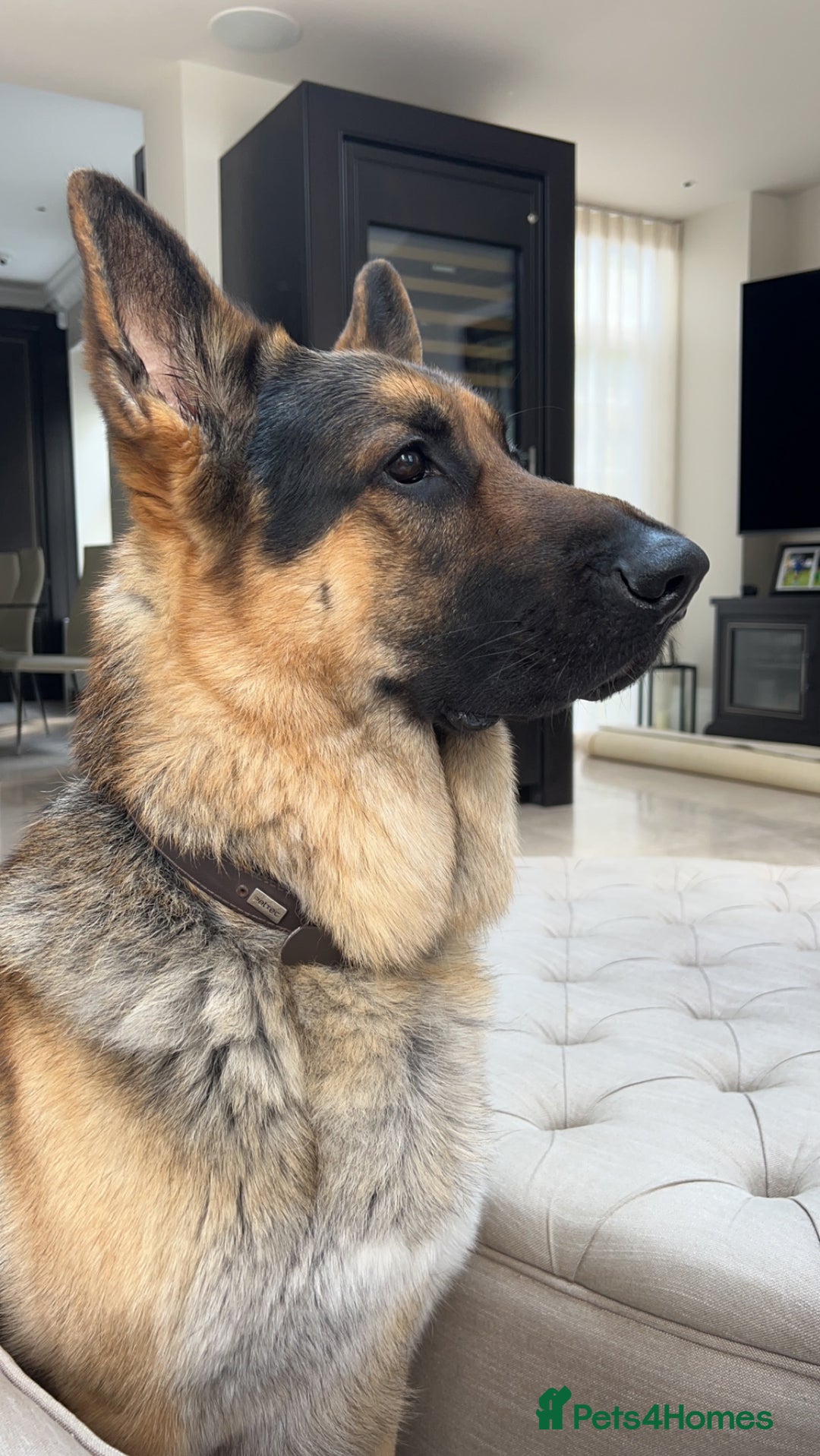 German Shepherd dogs for stud: Gorgeous Pure German Shepherd Stud - Advert 4