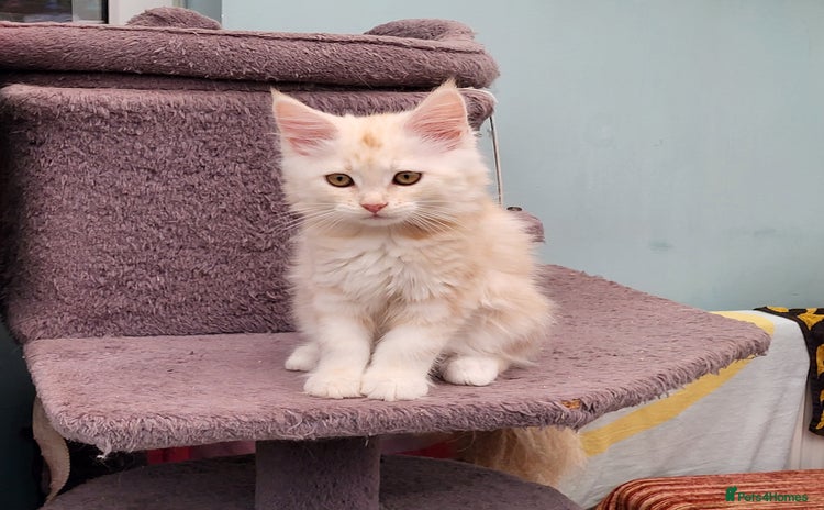 Maine Coon cats Maine Coon kitten ready now CF81  - Advert 13