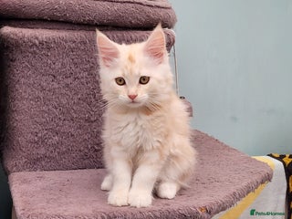 Maine Coon cats Maine Coon kitten ready now CF81 - Advert 18