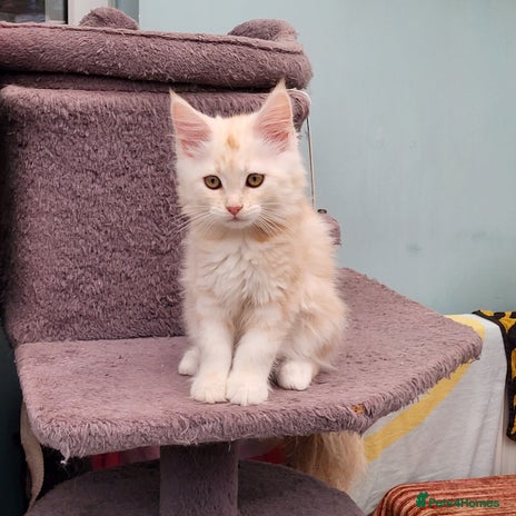 Maine Coon cats Maine Coon kitten ready now CF81 - Advert 13